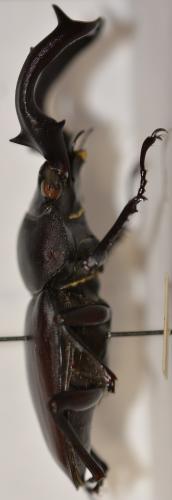 Rhaetulus crenatus crenatus